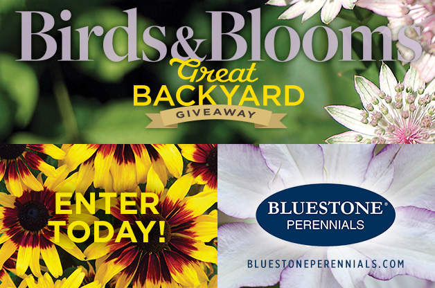 Win a $100 Gift Certificate from Bluestone Perennials