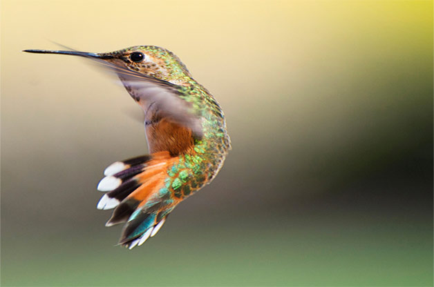 5 Easy Ways to Start Hand-Feeding Hummingbirds