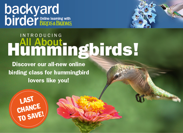 All About Hummingbirds